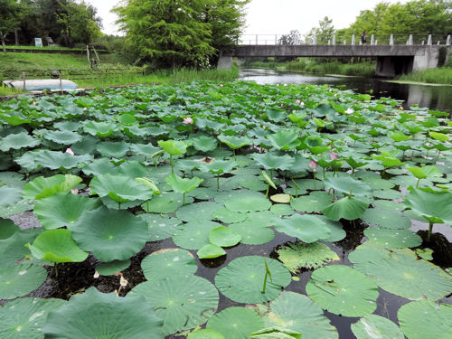 浜名湖花の美術館モネの池